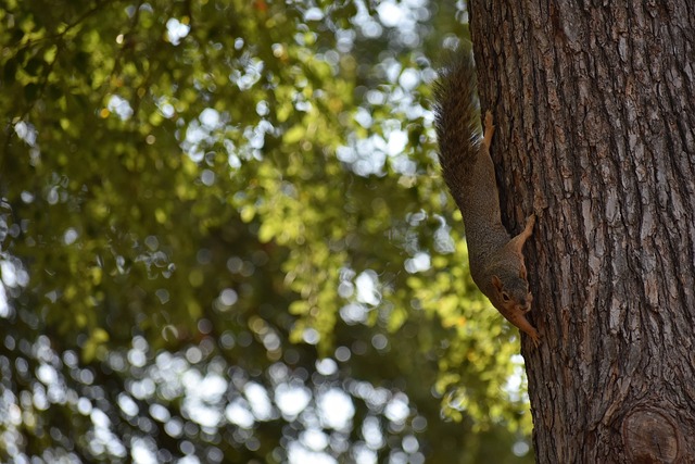 在以往的比 在以往的比