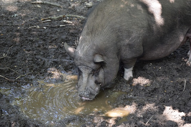 切爾西的傷 切爾西的傷