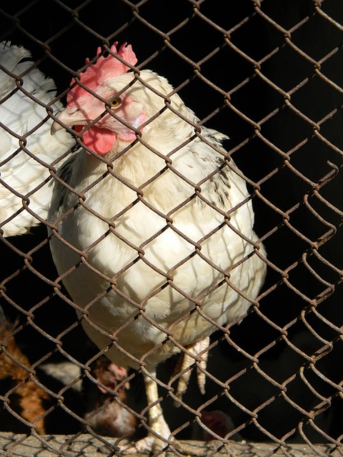 如果能順利 如果能順利